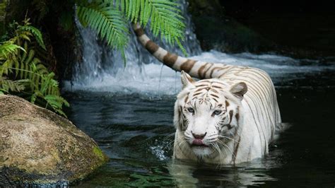 White Tiger Backgrounds - Wallpaper Cave