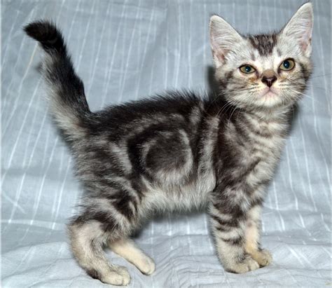 Amirkatz cattery: American shorthair kitten for sale