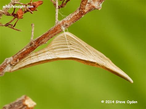 Orange–tip Butterfly and caterpillar (Anthocharis cardamines ...