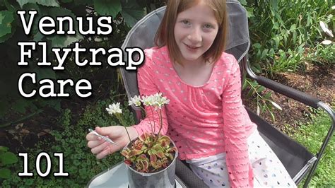 Venus Flytrap Care 101 -Simple Steps! -How to Grow - YouTube