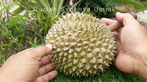 baja durian duri hitam - KingstontaroWilliams