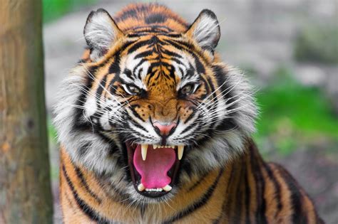 🔥 [90+] Angry Tiger Eyes Wallpapers | WallpaperSafari