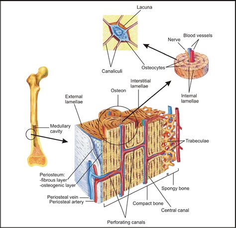 [PDF] The periosteum. Part 1: Anatomy, histology and molecular biology. | Semantic Scholar