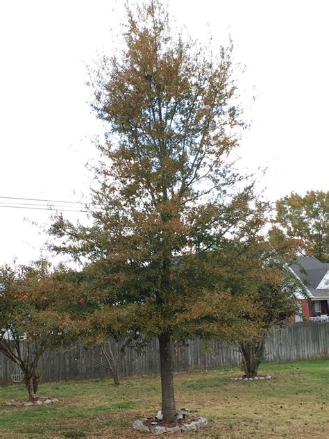 [alabama] help me identify this tree