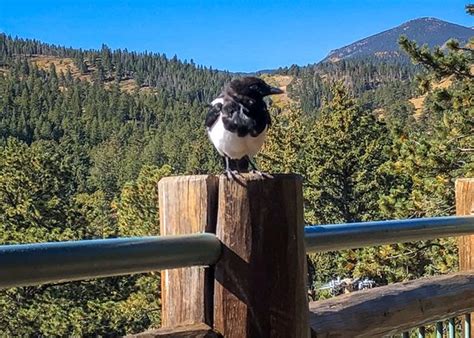 Fall River Visitor Center (Rocky Mountain National Park) - 2021 All You ...