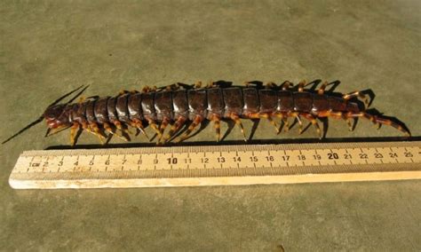 peru_longest_centipede_scolopendra_gigantea | How to Peru