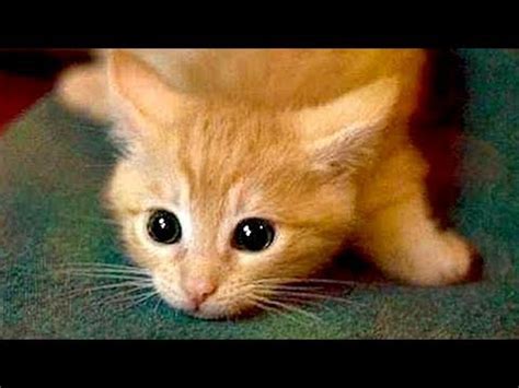 Are ORANGE CATS the FUNNIEST CATS? - Super FUNNY COMPILATION that will ...