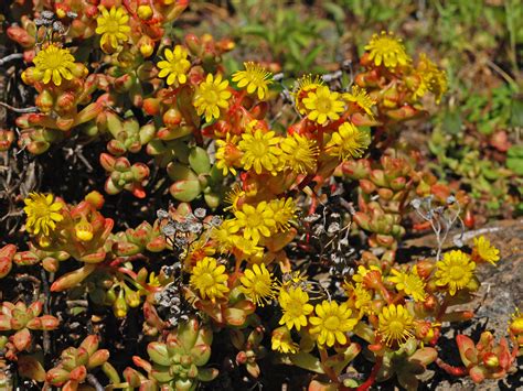 Flower Gallery :: Crassulaceae :: D80A4287