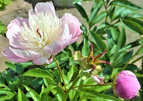 Pion,flower,garden,beautiful peonies,peonies - free image from needpix.com