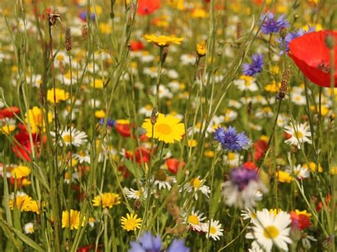 A Wildflower Garden In Your Backyard - Gardening Know How