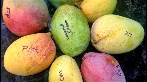 Our Top Five Favorite Mangos Varieties to Grow and Eat in Sarasota ...