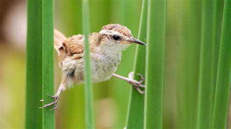 Guide for bird watching in Peru: Updated guide 2022 | Blog Machu Travel Peru