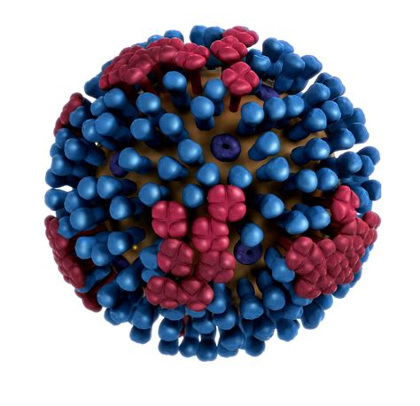 Free picture: Dimensional, model, influenza, subtypes, people, influenza, H1N1, influenza, h3n2 ...
