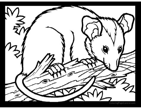 Opossum Drawing at GetDrawings | Free download