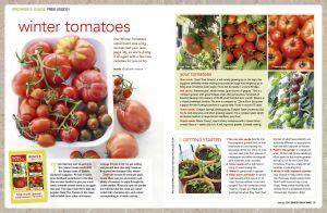 winter tomatoes - Burke's Backyard