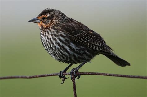 Red-Winged Blackbird Facts, Habitat, Diet, Life Cycle, Baby, Pictures