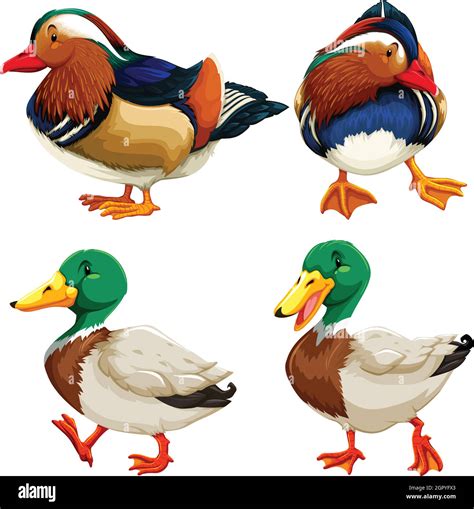 Group of ducks farm Stock Vector Images - Alamy