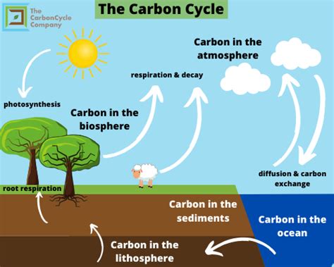 What is the Carbon Cycle? - The CarbonCycle Company