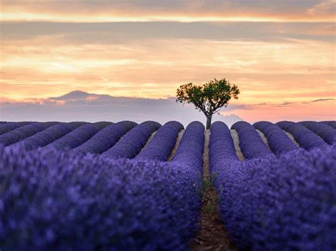 Scents and sensibility in Grasse, home of French perfume