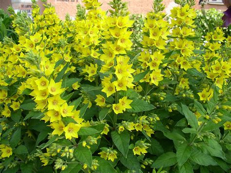 Lysimachia punctata — The Old Dairy Nursery & Gardens