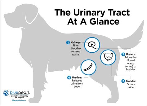 How To Help Dog With Bladder Infection