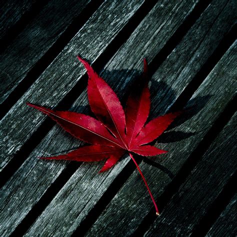 Single Leaf Wallpapers - Top Free Single Leaf Backgrounds - WallpaperAccess