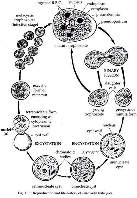 Entamoeba: Etymology, Reproduction and Life Cycle