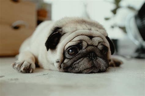 Pug 1080P, 2K, 4K, 5K HD wallpapers free download | Wallpaper Flare