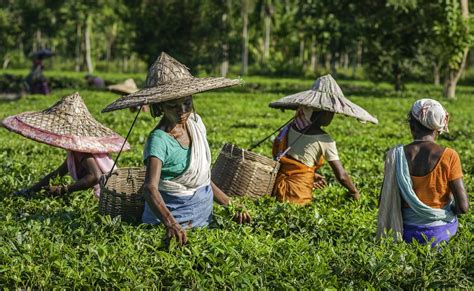 assam-tea-garden-Epiconic-Travel-India | Epiconic Travel