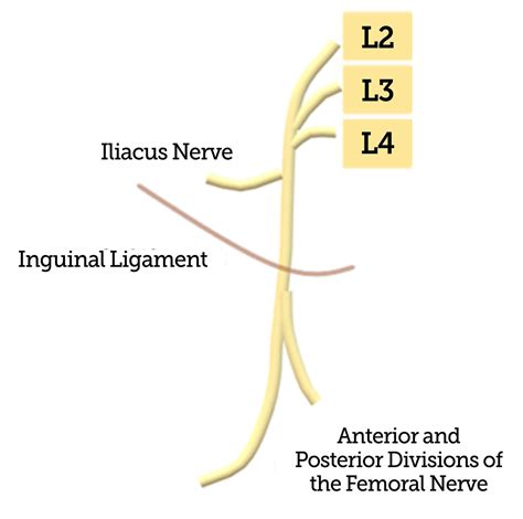 Postpartum Peripheral Nerve Injuries - What is Anesthesia’s Role? - Anesthesia Patient Safety ...