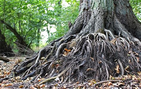 ¿Qué tipos de raíces tienen las plantas?