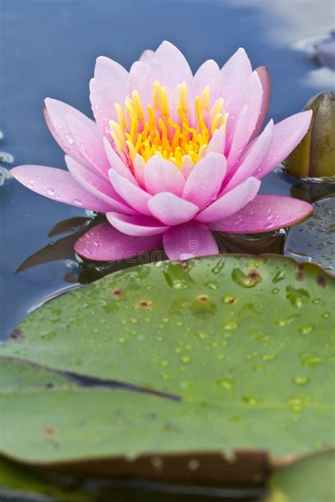 Lotus flower thailand stock photo. Image of leaf, lily - 20056274