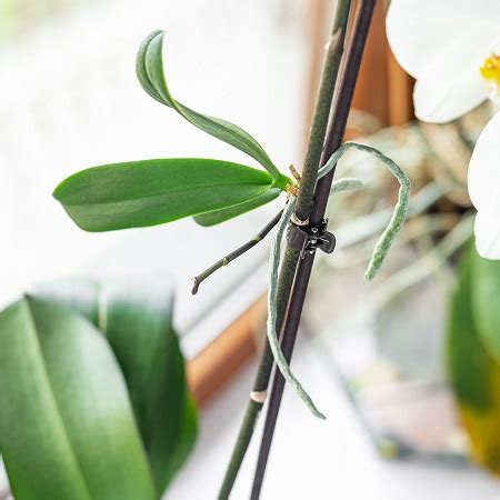 4 Popular Orchid Propagation Methods - my Garden and Greenhouse