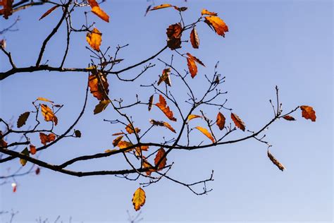 Fall Leaves Zoom Background | Download Free Thanksgiving Zoom Backgrounds | POPSUGAR Tech Photo 29