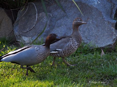 What’s Lurking In Your Backyard? – #33 Australian Wood Duck – Habitat Ecology