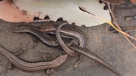 Southern Grass Skinks mating - YouTube