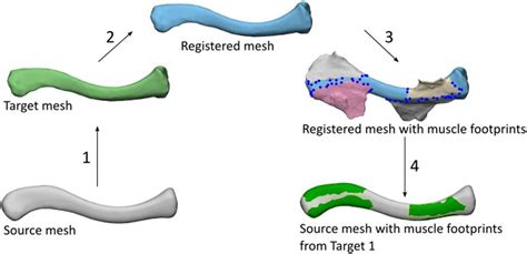 Non-Rigid Registration of the muscle attachment sites: First, the ...