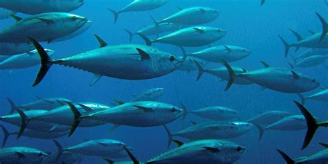 Tuna fishing season begins in Pacific Ocean | IntraFish.com