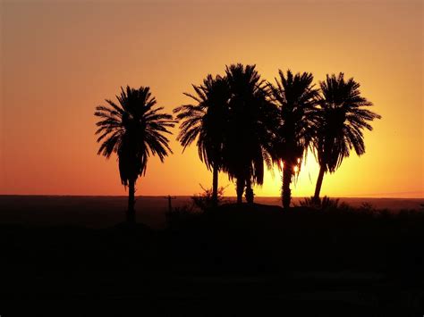 Free photo: Sunrise, Desert, Iran, Palm Trees - Free Image on Pixabay - 1309002