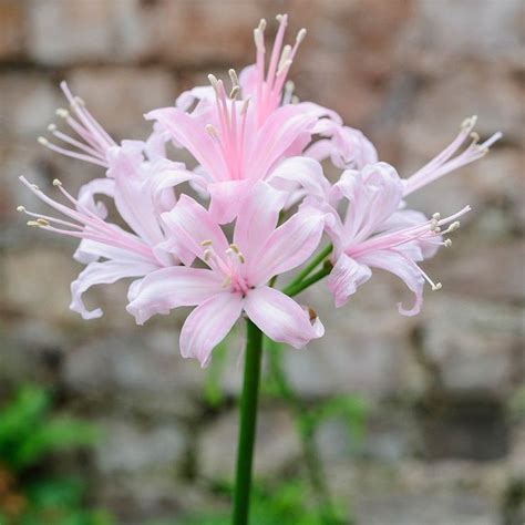 Nerine bowdenii Stephanie A beautiful new creamy white, tinted rose Nerine. Flowers September ...