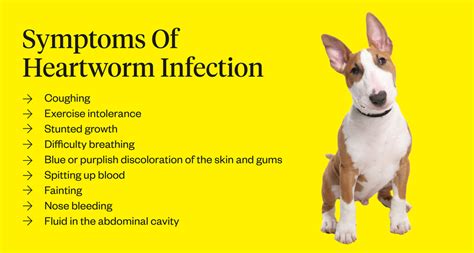 Heartworm In Dogs: Symptoms, Causes & Treatment | Dutch