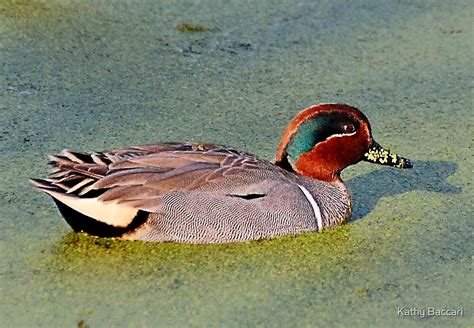 "Green Winged Teal Duck (Male)" by Kathy Baccari | Redbubble