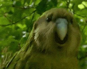 Party Parrot GIFs - Find & Share on GIPHY