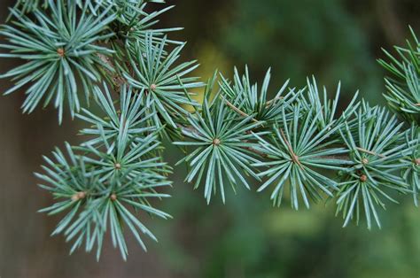 Cedrus atlantica 'Glauca' (Blue Atlas Cedar) | North Carolina Extension Gardener Plant Toolbox