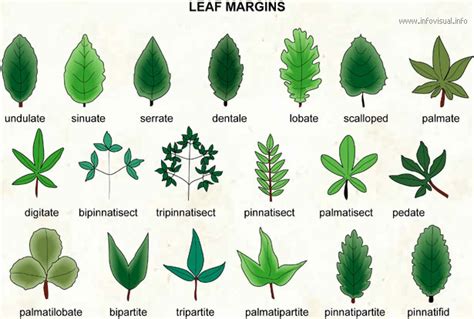 Types Of Leaves And Their Names