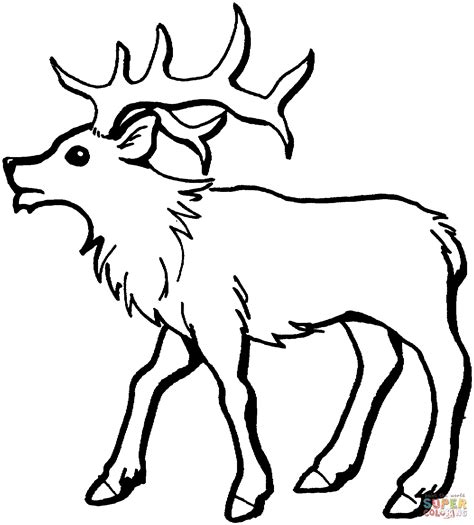 Young Elk coloring page | Free Printable Coloring Pages