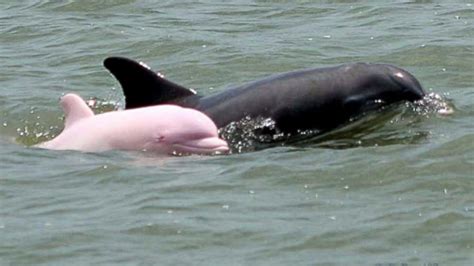 Pinkie, the Rare Pink Dolphin, Spotted in Louisiana Waters Confirmed a Female | Albino animals ...