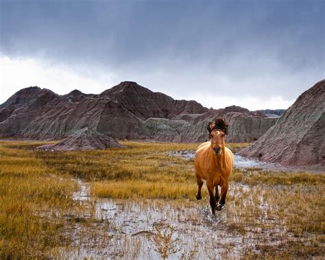 Crazy Horse Photograph by Ron McGinnis - Fine Art America