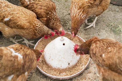 Feeding Chickens - Info on Feed & Feeding the Flock | The Poultry Pages