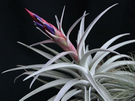 Tillandsia harrisii (Air Plant) - World of Flowering Plants